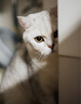 Nikon/尼康50 1.8D 1.4G 1.8G 二手单反全画幅定焦人像虚化大光圈镜头 99新 尼康 AF 50mm f/1.8D 实拍图