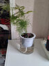 雅卉水培植物盆栽发财树办公室内小绿植芦荟吊兰花卉盆栽好养 【懒人盆】文竹两盆装 含盆 实拍图