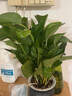 欧悟 室内办公桌面绿植净化空气除甲醛水培植物小绿植花卉盆栽绿萝 绿萝 带盆栽好 实拍图