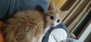 华元宠具（hoopet）宠物洗澡手套狗狗洗澡手套猫咪洗澡神器防抓咬洗澡刷按摩清洁用具 【防抓咬】手套+LED指甲剪 防抓咬搓澡手套-30cm长 实拍图
