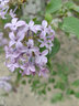 誉满园（yumanyuan）蔷薇花种子爬藤月季四季开花爬墙攀援庭院室花卉盆栽植物玫瑰种子 实拍图