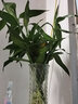 绿有意富贵竹水培植物转运竹花卉绿植室内盆栽绿水养带根鲜花发萝财 含瓶65-70cm10棵+玻璃瓶+营养液 不含盆 实拍图