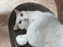 宠号 宠物猫咪衣服 绝育服 母猫 手术服小猫猫防掉毛 粉色 M 实拍图
