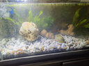 森森（SUNSUN） 鱼缸内置过滤器增氧泵三合一水泵 5W四合一内置过滤器（适合60cm以下缸） 实拍图