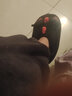 束时·创漫动漫卡通连体睡衣袍男女情侣秋冬加绒加厚珊瑚法兰绒动物家居服套 黑恐龙连体睡衣套装(加厚法兰绒)+棉鞋 XL (160-172cm,适用60-70kg) 实拍图