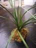 劉閣蘭花兰花苗 新品经典色花荷瓣 江山 冬带花苞出售阳台好养花卉盆栽 绿宝石3苗连体，带花肥 实拍图