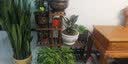 华观家居（Home Giving Furniture）可移动手推花架实木多层落地式花盆架子木质盆景阳台客厅室内多肉 经典款碳色中号带轮 实拍图
