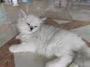 醇粹（Purich）FD猫粮全价冻干猫粮幼猫成猫纯粹猫粮英短美短布偶折耳鸡肉猫粮 鳕鱼冻干猫粮1.2kg 实拍图