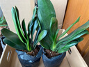 御春阁带盆带土6年大苗绿植盆栽 室内花卉 君子兰花 苗花卉盆景盆栽绿植 粉雨君子兰8-10片带盆带土 实拍图