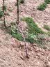 欧悟 特大巨峰葡萄树苗 无籽葡萄苗庭院阳台盆栽地栽果树苗南北方种植 北冰红【8年苗-结果多】 实拍图