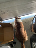 猫姐汪弟 狗绳子大型犬牵引绳反光牵引带加长2米中型犬遛狗绳狗链拴狗绳 黑色3米牵引绳 实拍图