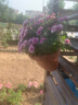 爱丽思（IRIS）壁挂花盆凸纹园艺可挂盆IRIS环保塑料花盆 250陶茶色-2.5L 中等 实拍图