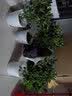花无痕 鸭掌木盆栽苗 鹅掌柴苗 鸭脚木 八方来财四季常青 原土发货 40-50厘米高 原土发货四季常青 实拍图