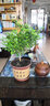 萌妹九里香盆栽花卉植物盆景室内绿植驱蚊四季青七里香带花苞浓香 6年苗(带花苞发) 不含盆 实拍图