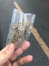 简雪进口牧草种子四季多年生鱼草耐寒抗旱喂养鸡鸭鹅猪牛羊鱼兔草籽孑 苦麦菜种子1斤 实拍图