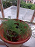 文竹盆栽植物室内办公室绿植花卉盆栽盆景四季常青小盆栽 中文竹【高25厘米】两盆 实拍图