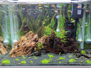 云峰海瑞 鱼缸水草前景莫丝莫斯水草水族箱造景套餐水草活体草缸造景装饰 迷你美凤5*5（小凤凰羽毛） 实拍图