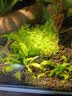 森渊（SENYUAN） 鱼缸前景草水草活体趴地爬地矮珍珠挖耳牛毛毡迷你矮天湖葵 水下叶爬地矮珍珠1份 实拍图