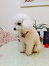 SLPC狗牌定制身份牌小型犬泰迪博美挂牌项圈铃铛刻字猫吊牌防走失饰品 红色民族风+名牌 S-小型（3到20斤可用） 实拍图