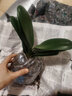 御春阁带盆带土6年大苗绿植盆栽 室内花卉 君子兰花 苗花卉盆景盆栽绿植 炫黄君子兰8-10片带盆带土 实拍图