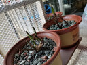 青意萱青意宣 落地紫砂陶瓷花盆红砂紫砂花盆 客厅花卉绿植粗砂花盆 口径32cm+32cm 按口径发货 实拍图