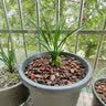 华香园兰花苗环球荷鼎不带花春兰矮种荷瓣名品幽浓香花卉绿植盆栽 环球荷鼎5苗带盆(红色盆)不带花 实拍图