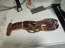 鲟食 波士顿龙虾冰鲜冷冻大波龙澳龙大龙虾生鲜虾类节日送礼 波士顿龙虾【生冻】 1300-1500g/只 实拍图