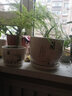 裕轩堂花盆陶瓷梅兰创意特大号简约绿萝吊兰阳台室内多肉托盆家用带托盘 蘭//82100 特大 大 中一套 实拍图