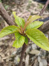 欧悟专链 生根粉 复合肥 营养液 肥料苗木盆栽地栽绿植花卉 复合肥1袋 实拍图