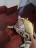 宠华仕 猫玩具逗猫棒猫咪玩具套装自动旋转蝴蝶 黄鱼小号20CM单个装 实拍图