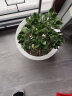 蝴蝶之舞 玉树盆栽老桩盆景大型多肉植物室内阳台办公桌红边大叶多肉植物 玉树6年苗（杆子2.8cm粗35cm高） 不含盆 实拍图