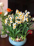 鑫意重瓣水仙花种球年宵绿植花卉室内水培桌面盆栽植物土培种球水仙 优选复瓣1个，多花品种 18-20CM+肥料1包 实拍图