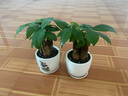 花友发财树盆栽办公室盆栽室内客厅桌面绿植小盆景发财树植物花卉 黑福瓷盆+三杆发财树 实拍图
