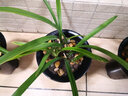 劉閣蘭花春剑珍品 春满园 冬带浓香花苞出售室内办公桌好养绿植花卉盆栽 4苗连体裸根当年开花 实拍图
