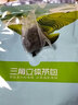 落枝花 台湾四季春茶包四季青茶清香型铁观音高山乌龙茶黄金桂水果茶底 四季春茶包 180g * 30包 实拍图