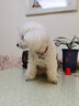 SLPC狗牌定制身份牌小型犬泰迪博美挂牌项圈铃铛刻字猫吊牌防走失饰品 红色民族风+名牌 S-小型（3到20斤可用） 实拍图