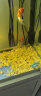 狮湾 锦鲤鱼活体日本纯种锦鲤鱼苗昭和白写锦鲤鱼观赏鱼红白丹顶大正三色白金乌金黄金冷水鱼活体观 红白锦鲤一条 8-10cm 晒单实拍图