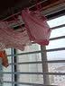 贝瑞加（Babyprints）女童内裤4条装宝宝棉毛裤纯棉透气柔软短裤儿童打底裤三角 兔90 实拍图