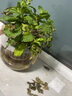 若绿绿萝水培植物室内阳台桌面蓄水盆盆栽水培居家免打理源头直发包邮 薄荷苗（水培套装） 白色蓄水盆 实拍图