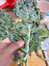 绿食者 新鲜羽衣甘蓝 绿叶甘兰芥蓝菜kale 西餐色拉沙拉菜 健康轻食蔬菜 2斤 实拍图