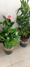 花竹恋杜鹃花四季开花盆栽花卉绿植阳台办公室红掌室内盆栽盆景大型绿植 米兰 含盆栽好发货高度40厘米左右 实拍图