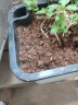漫生活 花盆自动吸水种菜盆(约用10L土)长方形种植箱塑料双层加厚阳台种菜箱室内花卉绿植蔬菜种植盆大号盆 实拍图