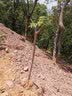 核桃树苗美国碧根果树苗嫁接苗长寿果庭院盆栽地栽果树苗当年结果南方北方种植 7年苗（结果多多） 其它 实拍图