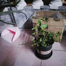 寿禾 香草苗大全薄荷苗盆栽带土可食用秧苗冬春季四季观赏绿植薄荷叶 留兰香薄荷苗套餐 实拍图