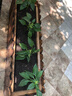 寿禾 广西七彩辣椒种子六彩观赏泡椒辣椒五彩盆栽夏秋季蔬菜菜籽 七彩小尖椒种子100粒 实拍图