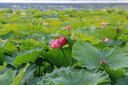 佳能/Canon 600D 700D 750D 760D 800D 二手单反相机新手入门旅游高清相机 700D+18-55  IS II 【套机】 99新 实拍图