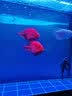 闽江（minjiang）鱼缸水族箱免换水生态造景客厅屏风中大型玻璃龙鱼缸观赏鱼家用 黑色（礼包+升级过滤） 长80*宽30*高139（缸体+储物柜） 实拍图