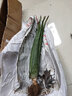 心头肉 库拉索芦荟苗盆栽 多肉植物 室内 盆栽绿植 库拉索【3年苗】 实拍图