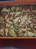 KERRY面包虫活体饲料黄粉虫鸟鱼龟蜥蜴金龙鱼鬃狮蝎子守宫食物幼体幼虫 半斤虫+半斤麦麸（鲜活） 实拍图