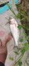 连球子线双钩鱼钩绑好套装大全全套袖钩成品 伊豆（有倒刺）20付装 6号 实拍图